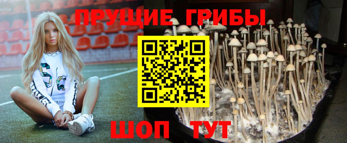 Псилоцибиновые грибы Psilocybe  Вход с VPN  Нерюнгри 